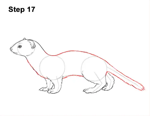 How to Draw a Weasel VIDEO & Step-by-Step Pictures