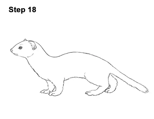 How to Draw a Weasel VIDEO & Step-by-Step Pictures