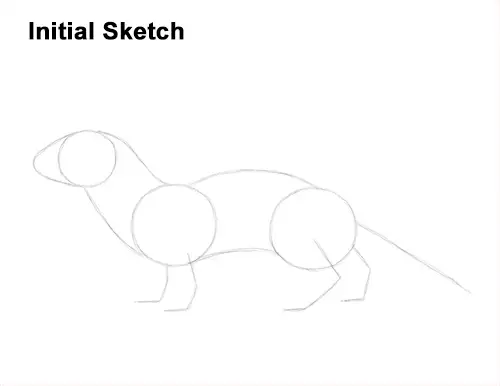 How to Draw a Common Least Weasel Guide Lines