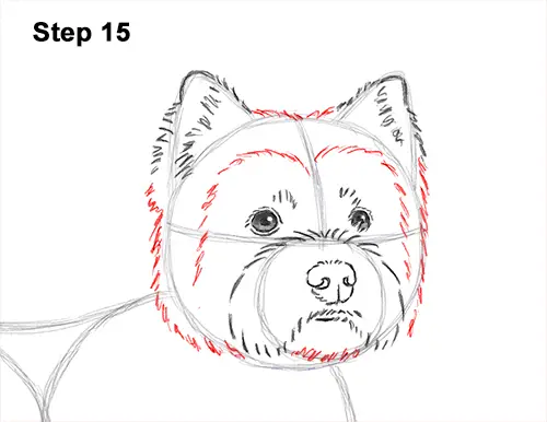How to Draw a West Highland White Terrier Puppy Dog 15