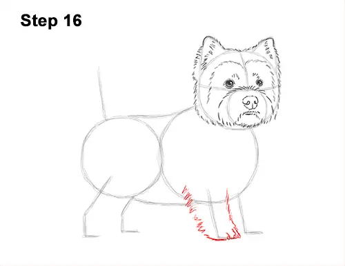 How to Draw a West Highland White Terrier Puppy Dog 16