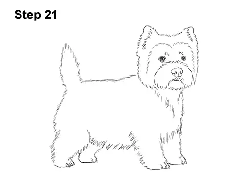 How to Draw a West Highland White Terrier Puppy Dog 21