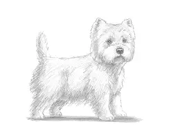 How to Draw a West Highland White Terrier Dog