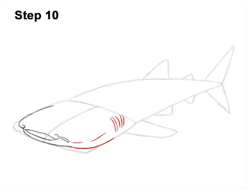 How to Draw a Whale Shark 10