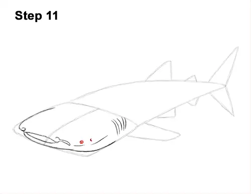 How to Draw a Whale Shark 11