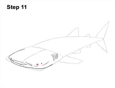 shark mouth drawing