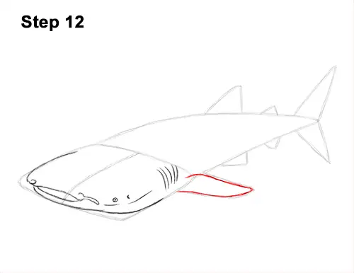 How to Draw a Whale Shark 12