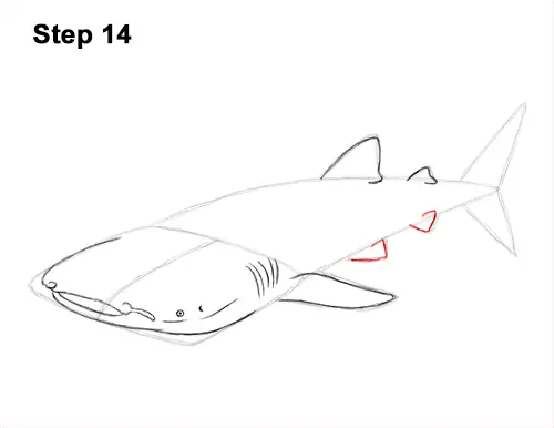 How to Draw a Whale Shark 14