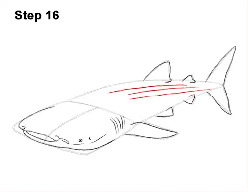 How to Draw a Whale Shark 16