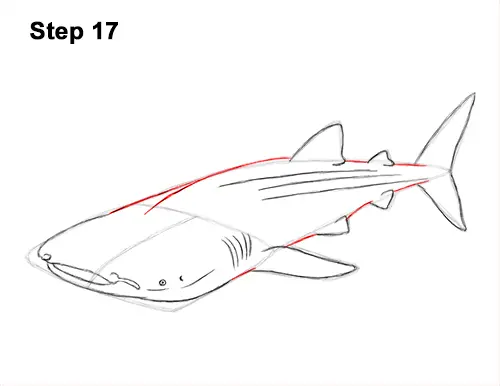 Whale Shark Dimensions & Drawings | Dimensions.com