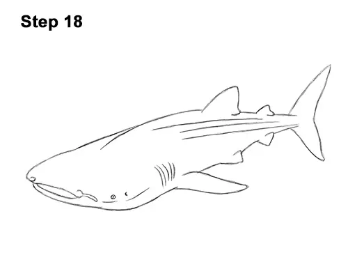 How to Draw a Whale Shark 18