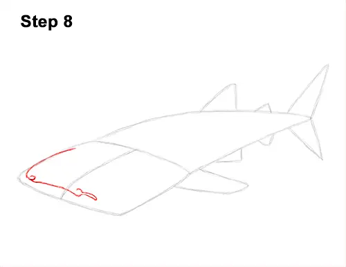 How to Draw a Whale Shark 8