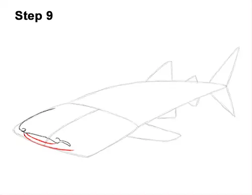 How to Draw a Whale Shark 9