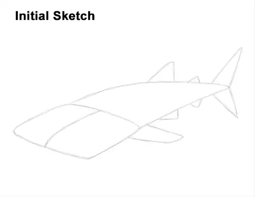 How to Draw a Whale Shark Guide Lines