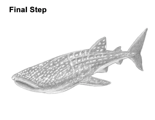 How to Draw a Whale Shark