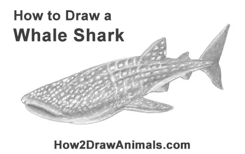 Shark Drawing Whale Shark - Etsy