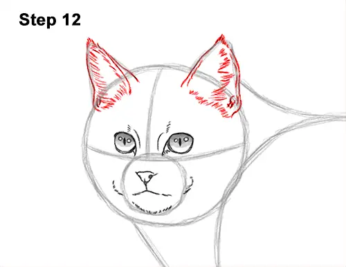 How to Draw a European Wildcat Cat Side View 12