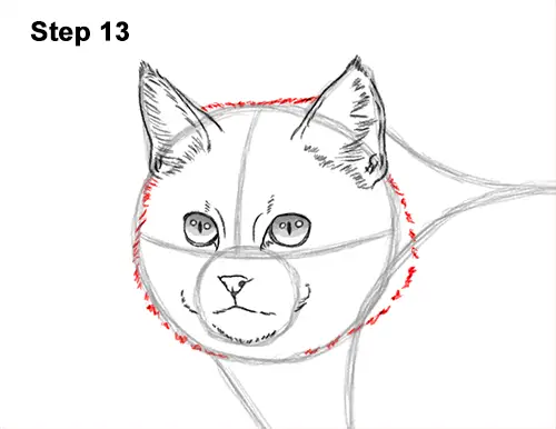How to Draw a European Wildcat Cat Side View 13