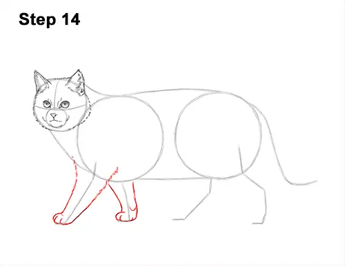 How to Draw a European Wildcat Cat Side View 14