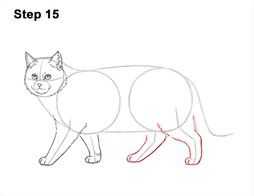 How to Draw a European Wildcat Cat Side View 15