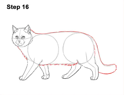 How to Draw a European Wildcat Cat Side View 16