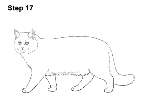 How to Draw a European Wildcat Cat Side View 17