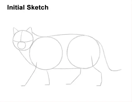 How to Draw a European Wildcat Cat Side View Guides Lines