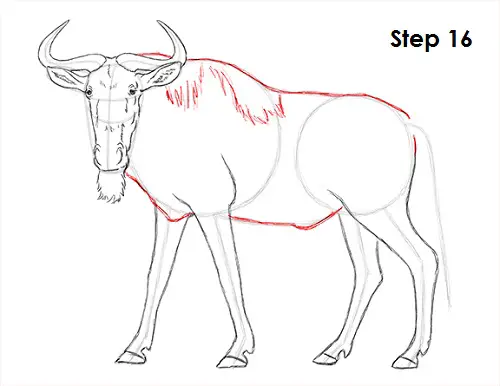 Draw Wildebeest 16