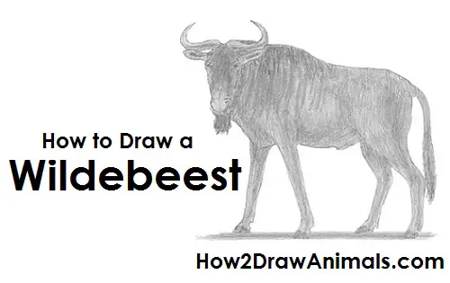 How to Draw a Wildebeest