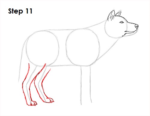 Draw Gray Wolf 11