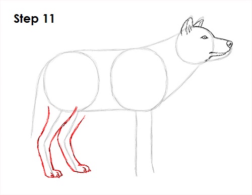 How to Draw a Wolf