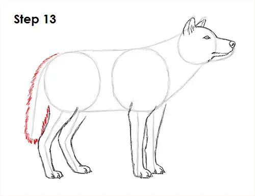 Draw Gray Wolf 13