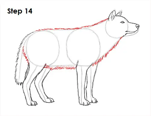 How to Draw a Wolf