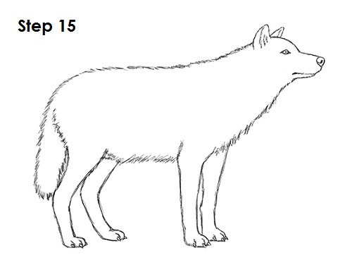 Draw Gray Wolf 15