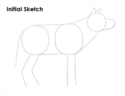 Draw Gray Wolf Sketch