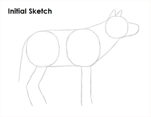 How to Draw a Wolf VIDEO & Step-by-Step Pictures