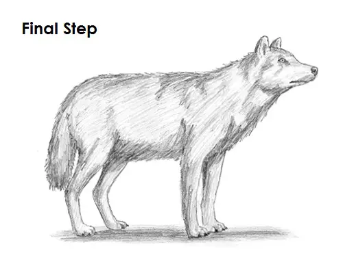 How to Draw a Wolf VIDEO & Step-by-Step Pictures