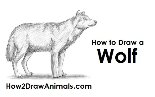 Draw Gray Wolf