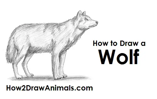 How to draw a Gray Wolf (Wolf)? Easy and simple drawing | Animal character  design tutorial - YouTube