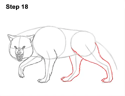 Draw Wolf Snarling 18