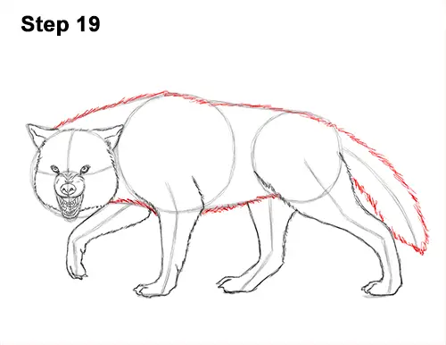 Draw Wolf Snarling 19