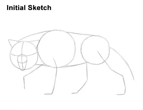 Draw Wolf Snarling Sketch