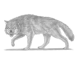 How to draw a Angry Wolf Growling Snarling