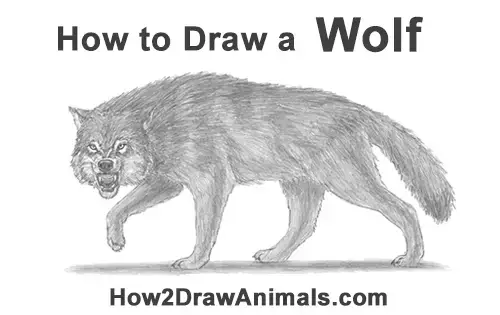 wolf drawings to trace
