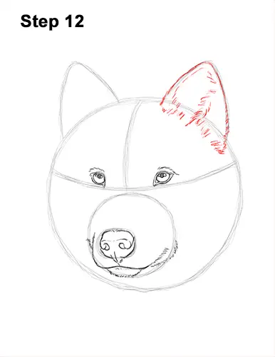 How to Draw a Wolf (Head Detail) VIDEO & Step-by-Step Pictures