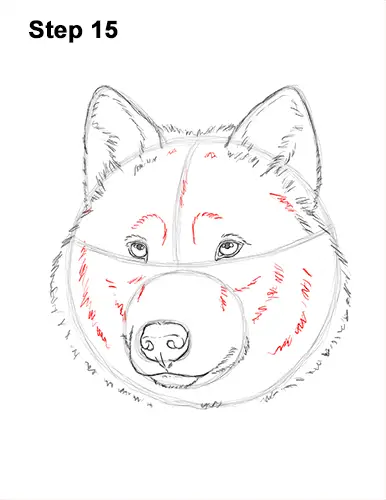 How to Draw Gray Wolf Head Portrait 15
