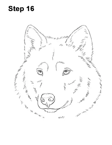 How to Draw Gray Wolf Head Portrait 16
