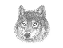 How to Draw a Gray Wolf Head Detail Portrait