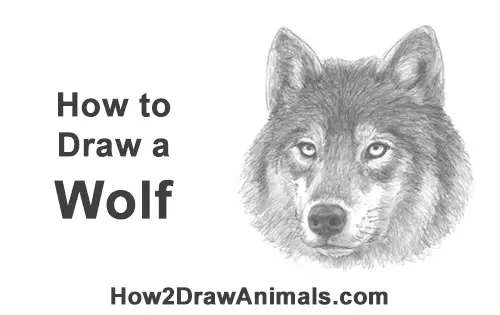 How to Draw a Gray Wolf Head Portrait Face