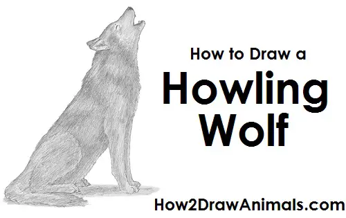 How to Draw a Wolf (Howling)